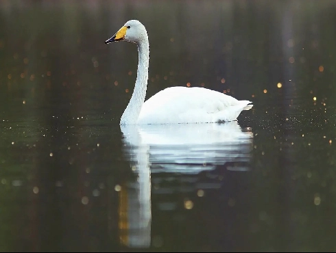 Whooper Swan